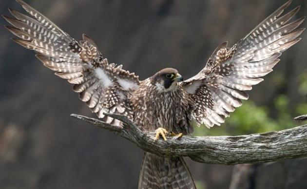 Migratory Bird Treaty Act | Audubon South Carolina