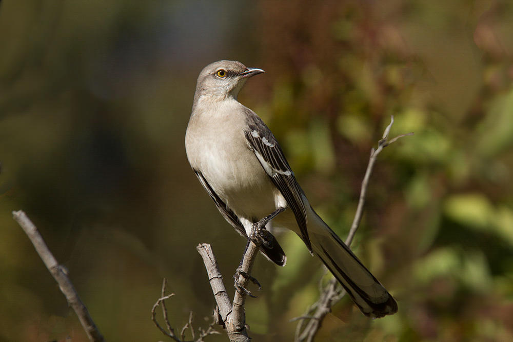 Birds of B.I.R.D.S. | Audubon South Carolina