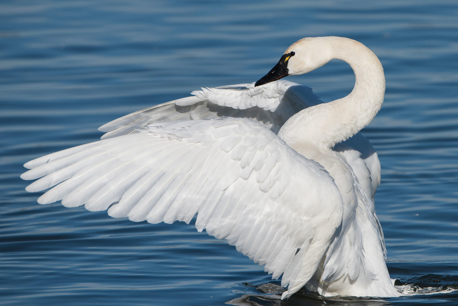 flight of the swan audubon south carolina