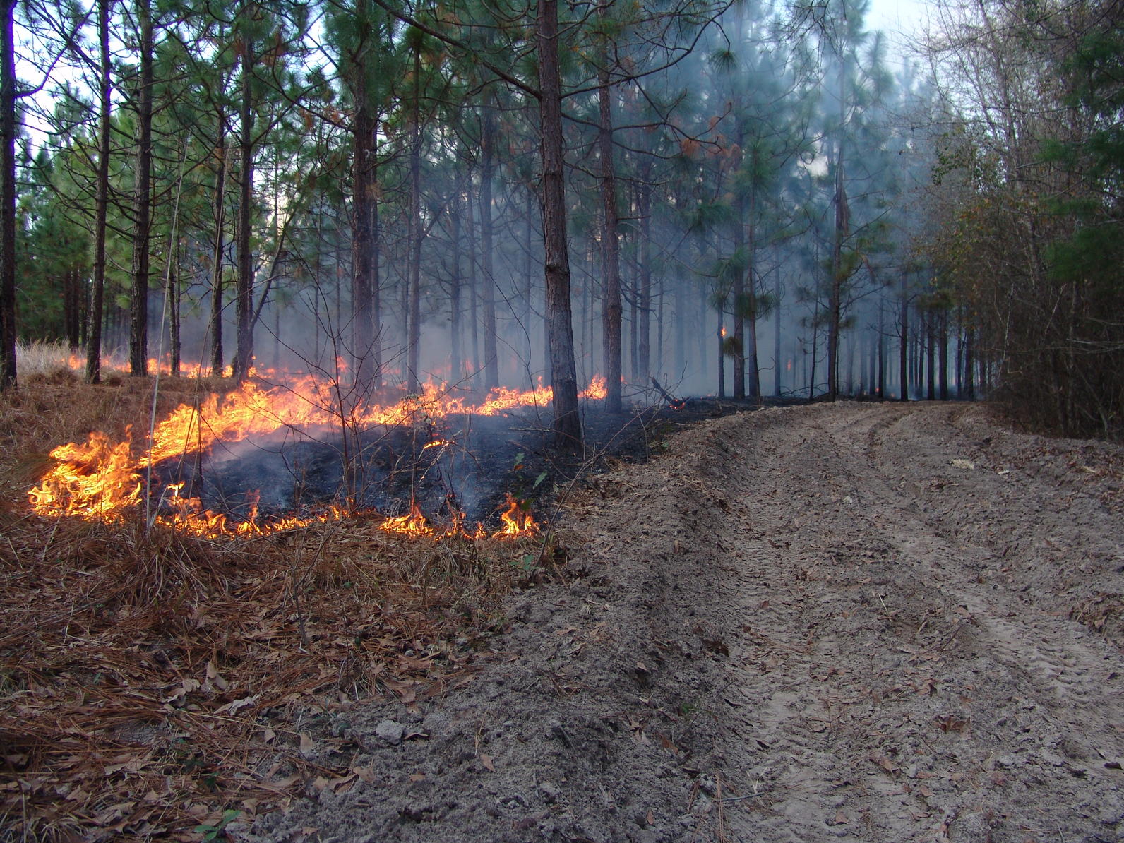 Prescribed Burns | Audubon South Carolina