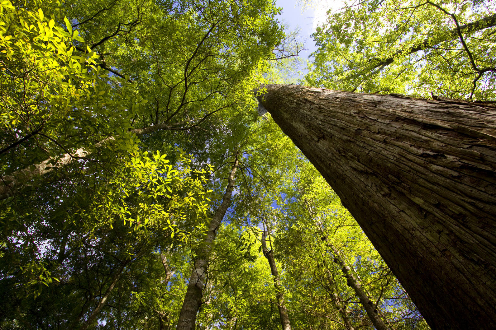 Ancient cypress trees at ASC's Beidler Forest are protected thanks in part to Conservation Bank funds. Ancient cypress trees at ASC's Beidler Forest are protected thanks in part to CB funds.