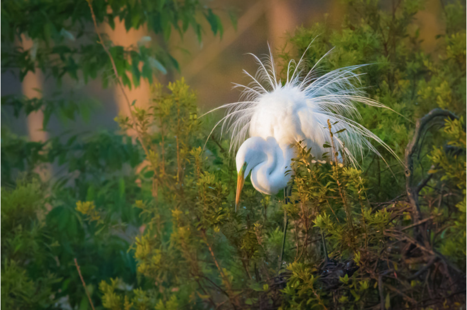 Great White Egret displaying its breeding plumage in the golden hour. Great White Egret displaying its breeding plumage in the golden hour.