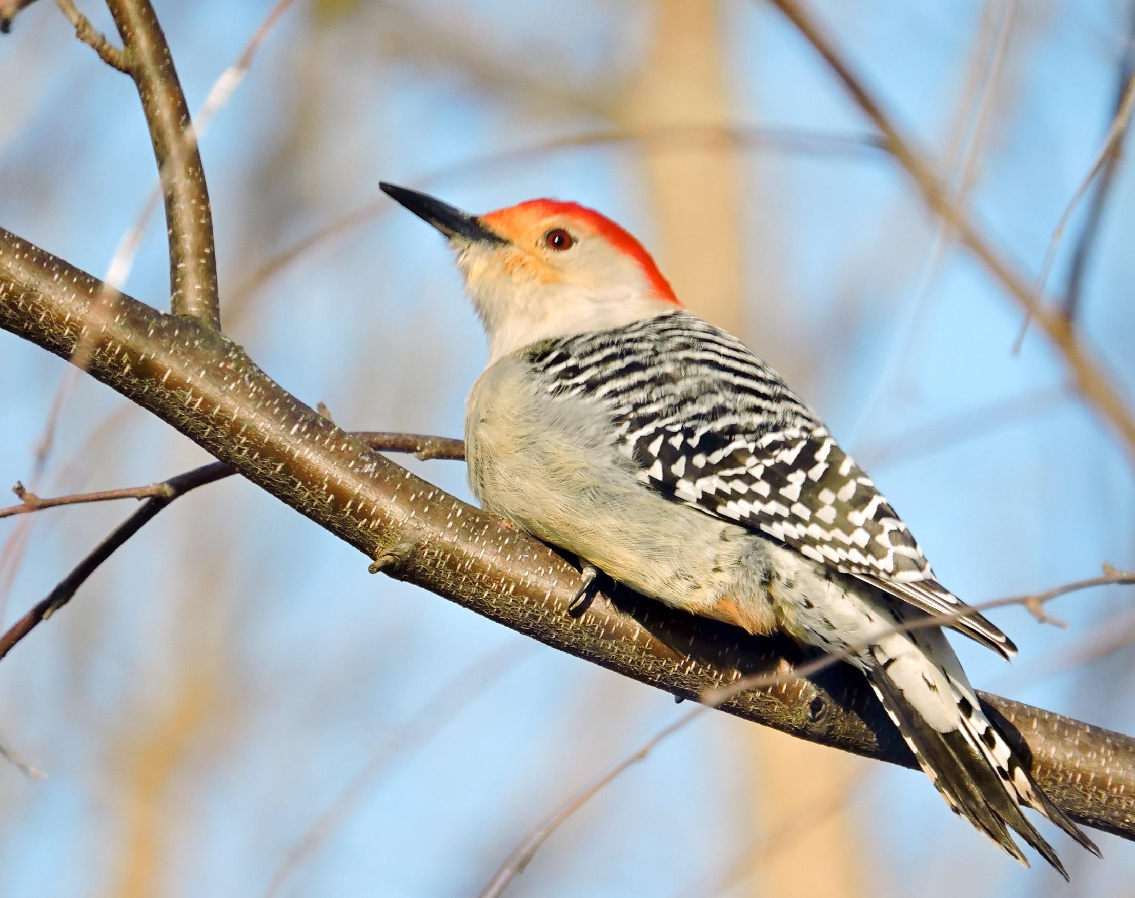 Priority Birds | Audubon South Carolina