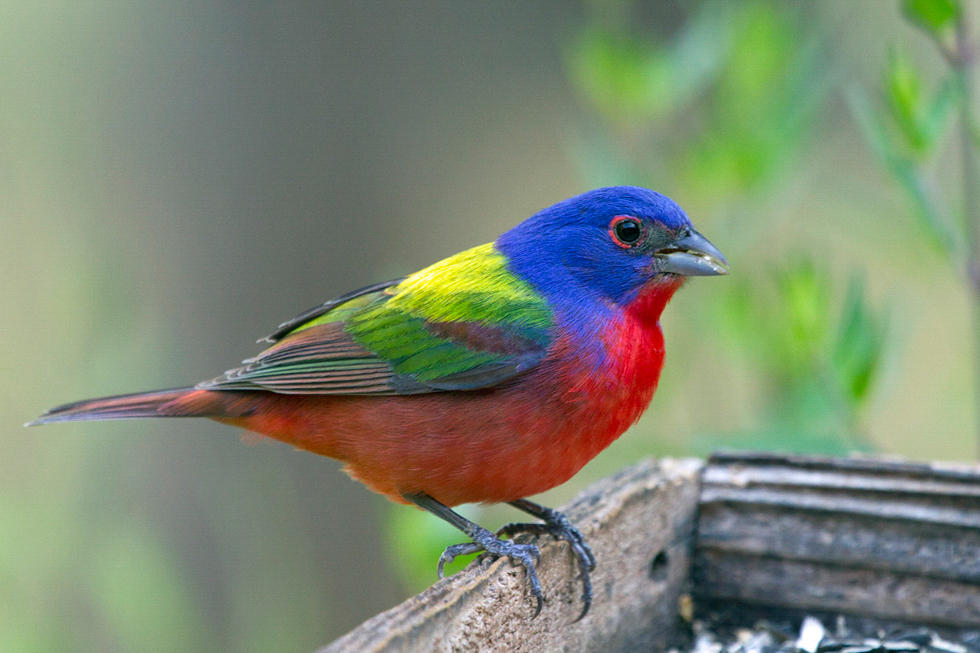 Tracking Buntings | Audubon South Carolina