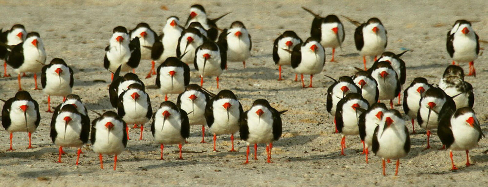 A group of black and white birds on a beach face the camera