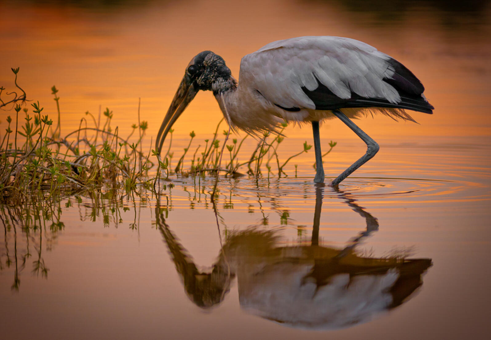 A prehistoric looking wading bird with white body plumage, a rough and bumpy skin covered head and long bill forages in a still pond reflecting the orange glow of the setting sun. 