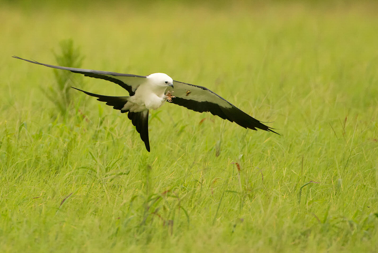 A large black and white bird catching a bug in mid air over a green field