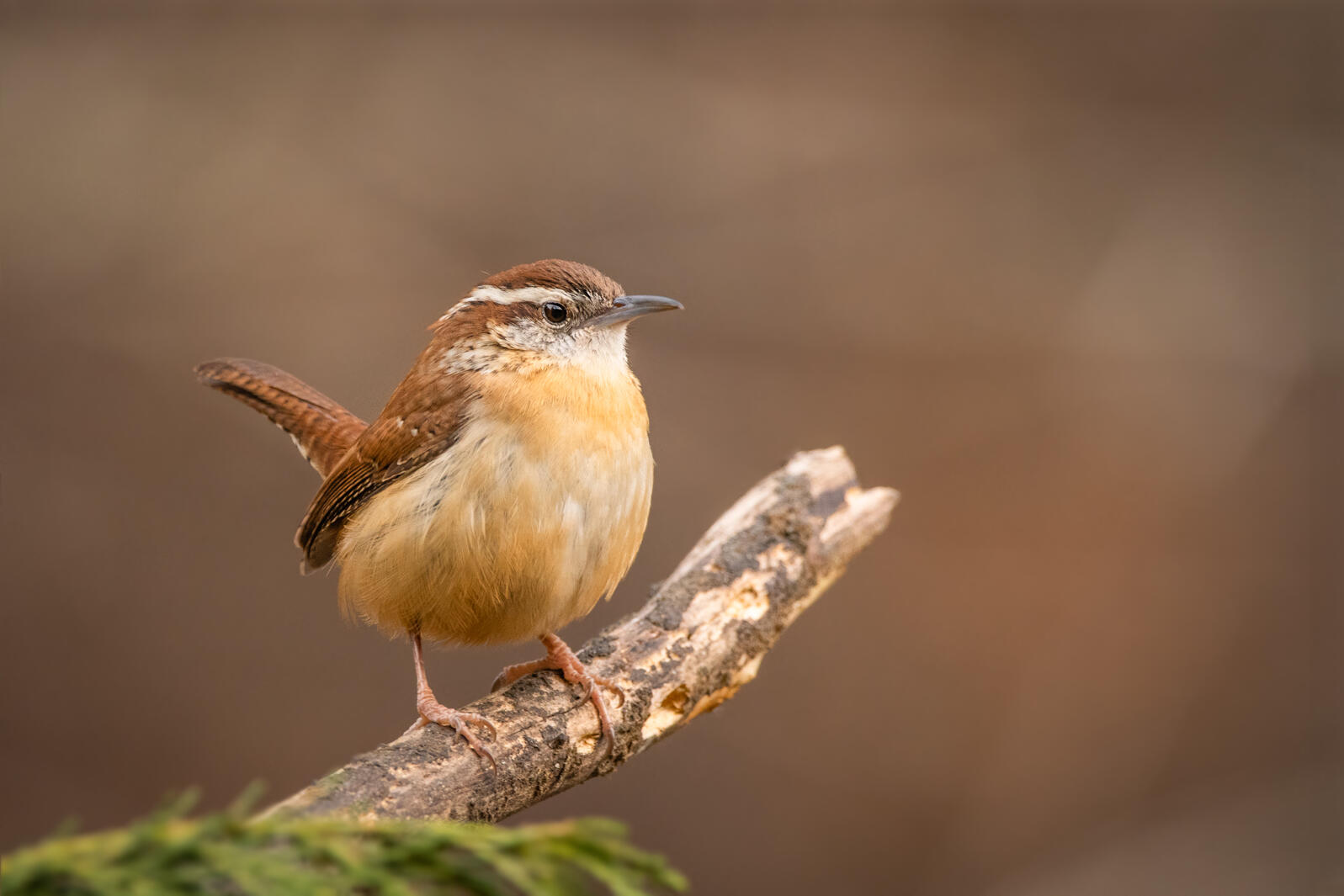 A Carolina Wren, a small round rusty brown bird sits perched and alert on a branch in a green forest