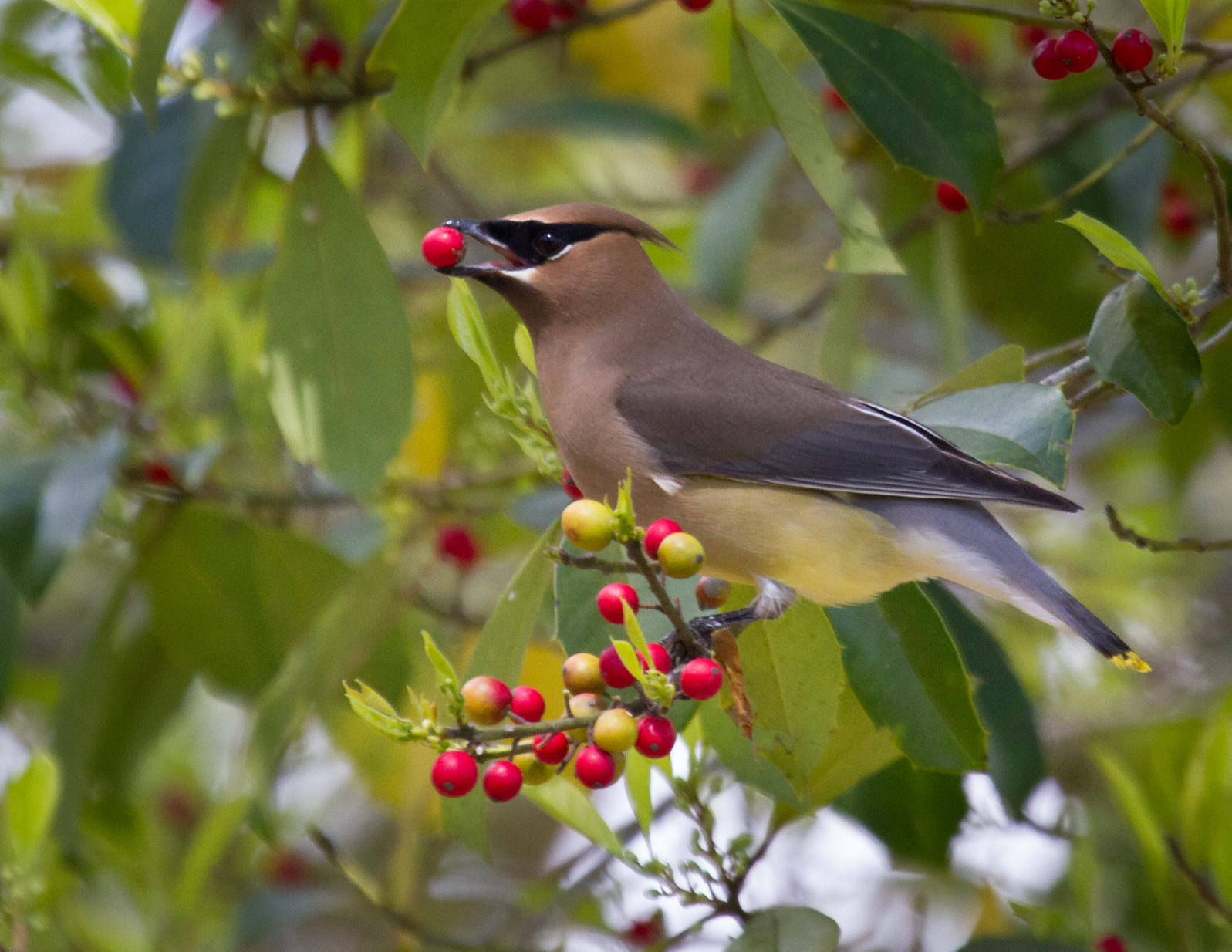 holly berries birds