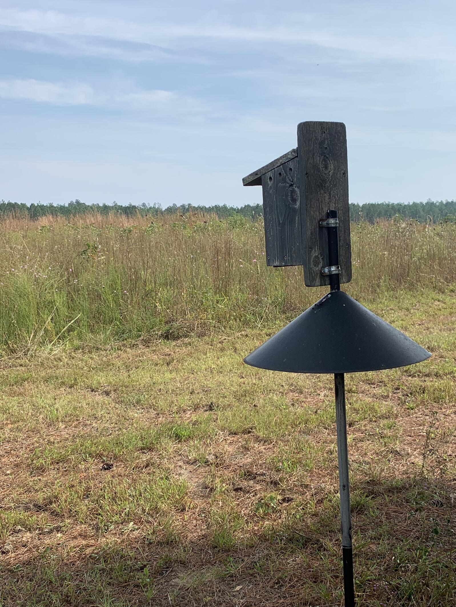A weathered wooden bluebird house sits on a metal pole with a cone baffle looking out over a restored grassland meadow on a summer day.