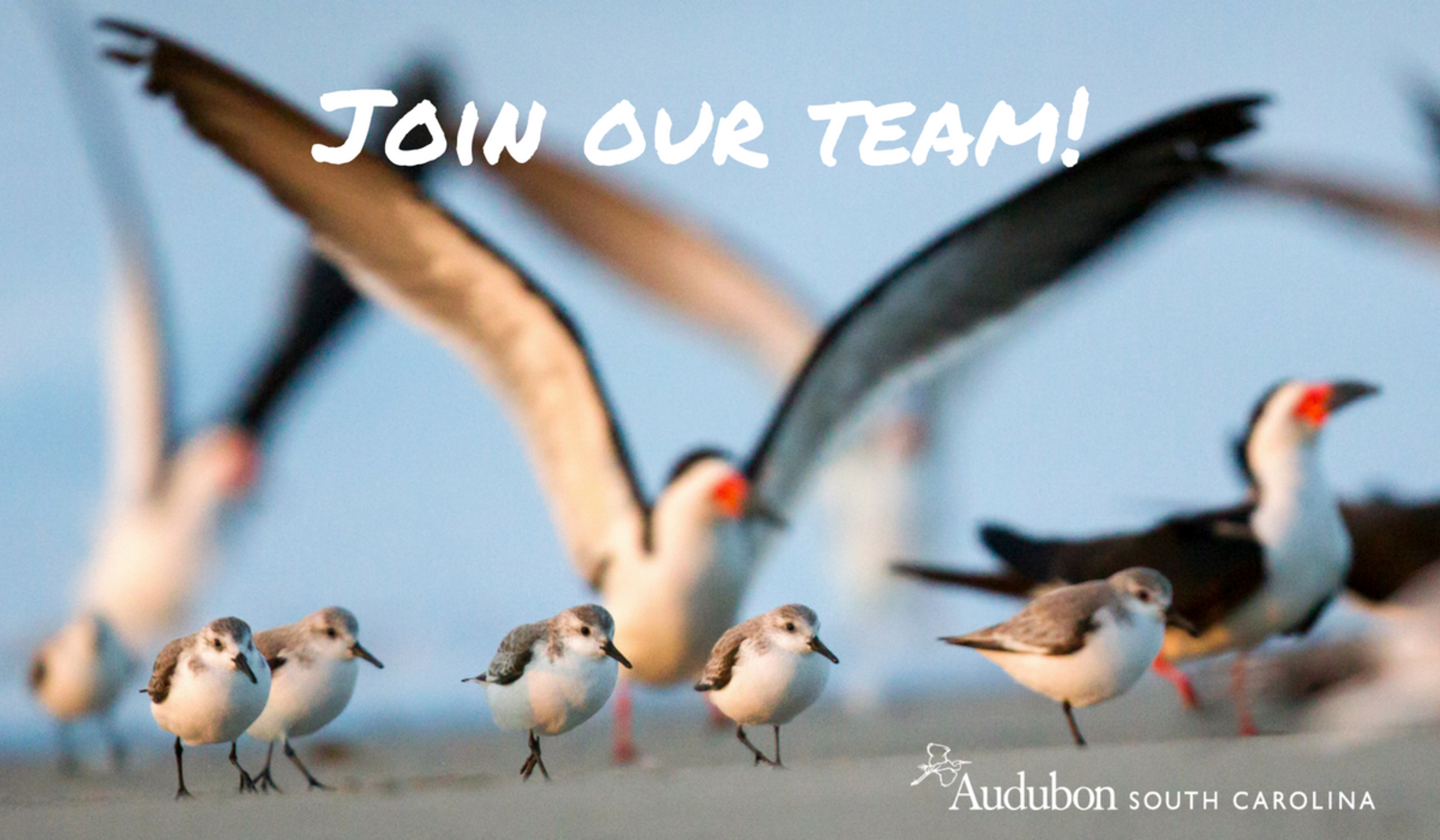 Audubon South Carolina is hiring!