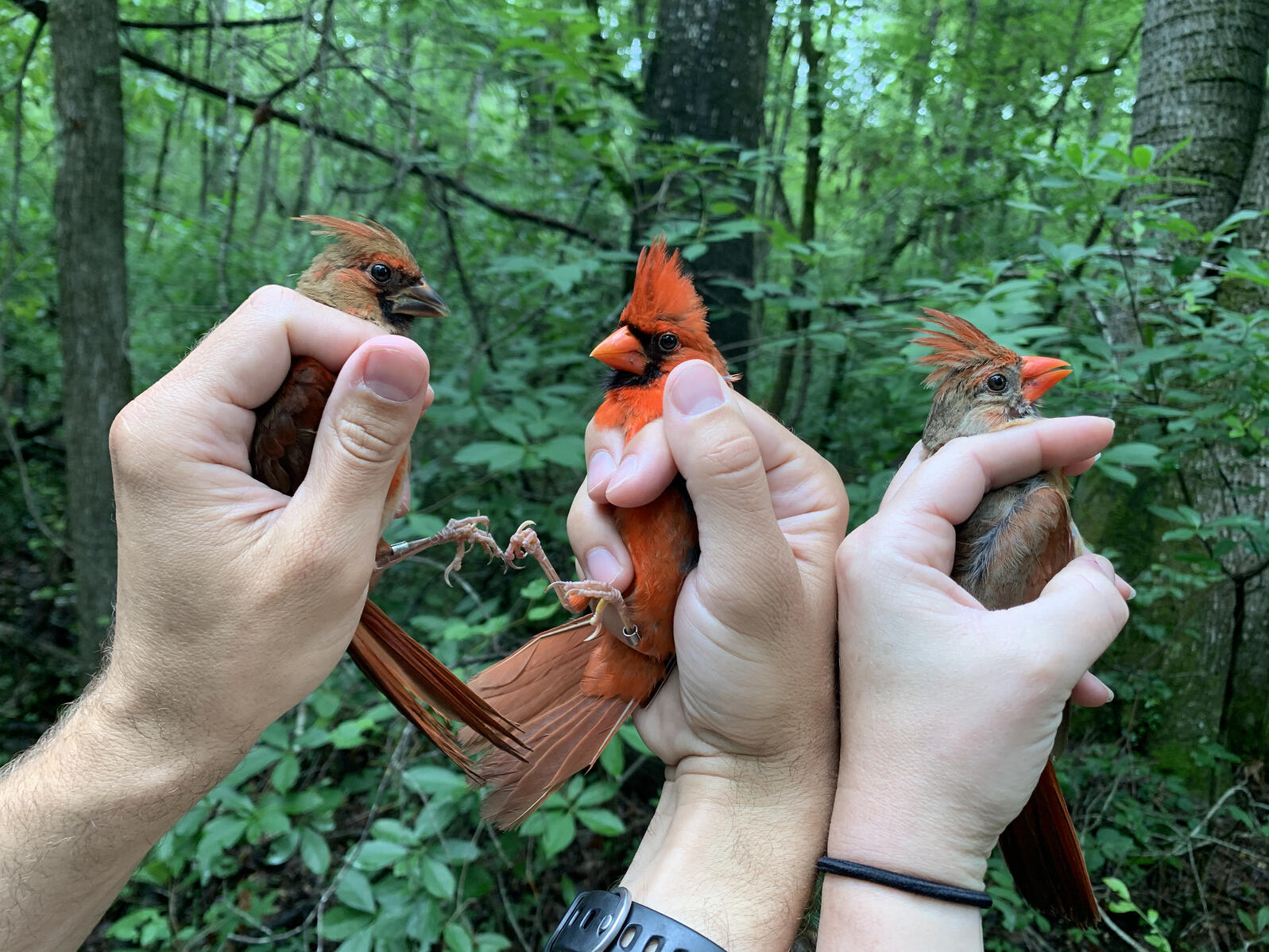 Three hands holding three reddish birds in the forest