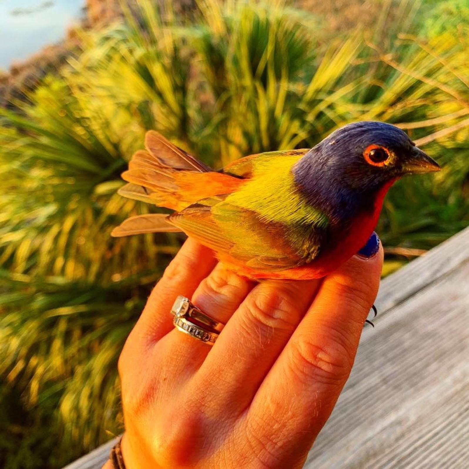 Unlocking The Mystery Of South Carolina's Painted Buntings | Audubon ...