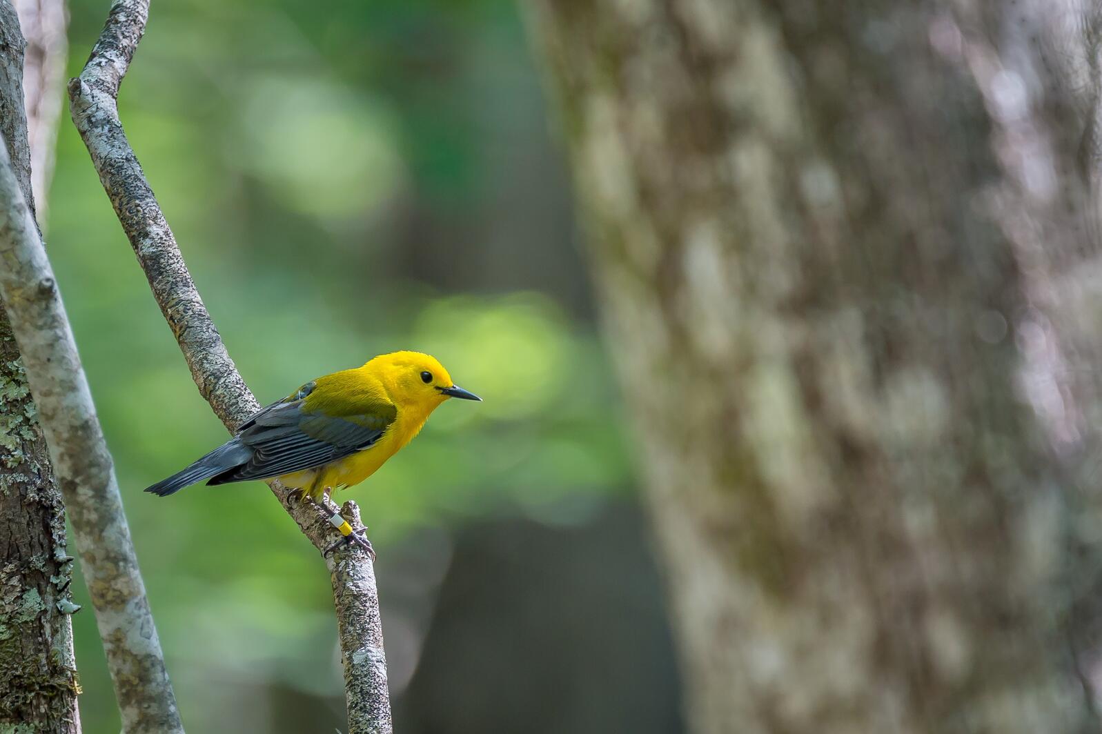 A bright yellow bird sits on a branch in the forest with small colored bands on it's legs. 