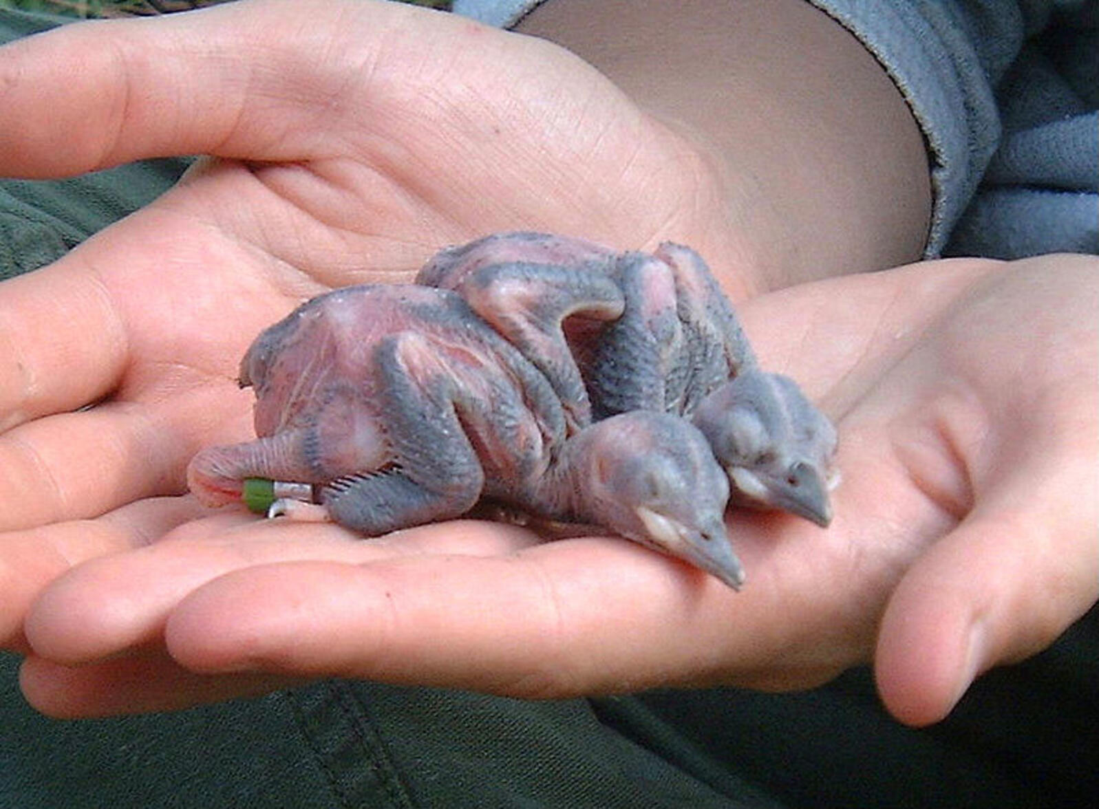 Two helpless, featherless red-cockaded woodpecker chicks rest quietly in the open hands of a researcher. 