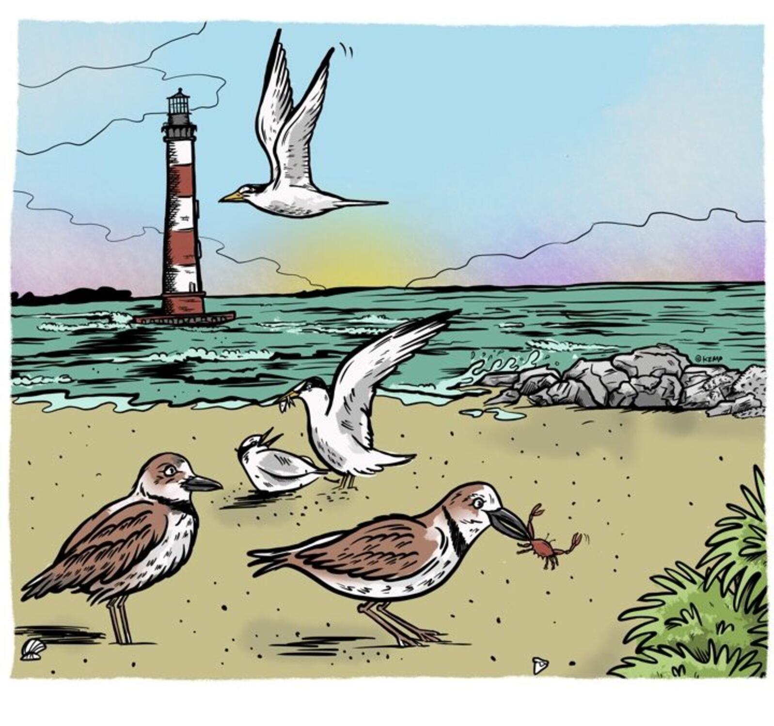 A colorful drawing of shorebirds on a beach with a lighthouse