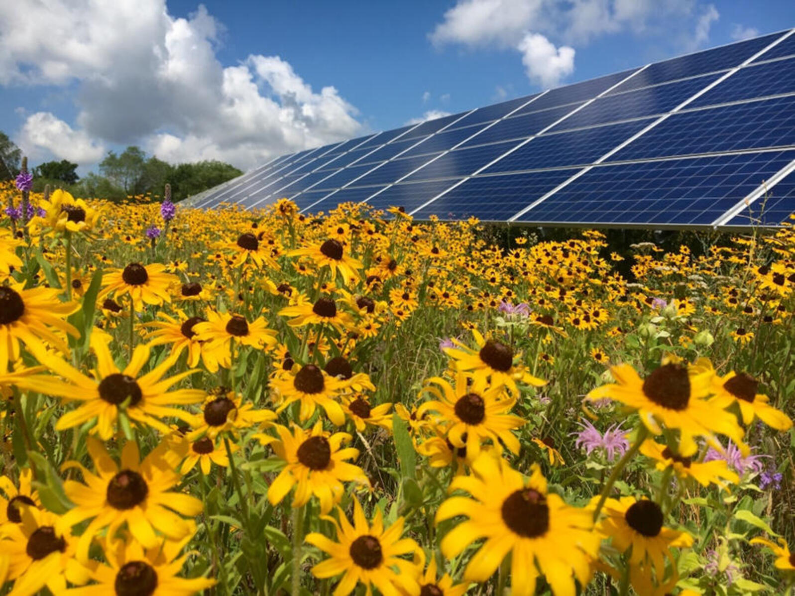 A field of bright orange native coneflowers covers the ground in front of a large solar panel