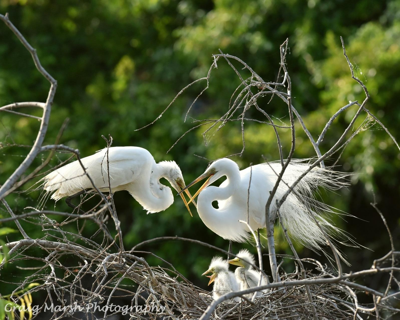 Eggs to Egrets Audubon South Carolina