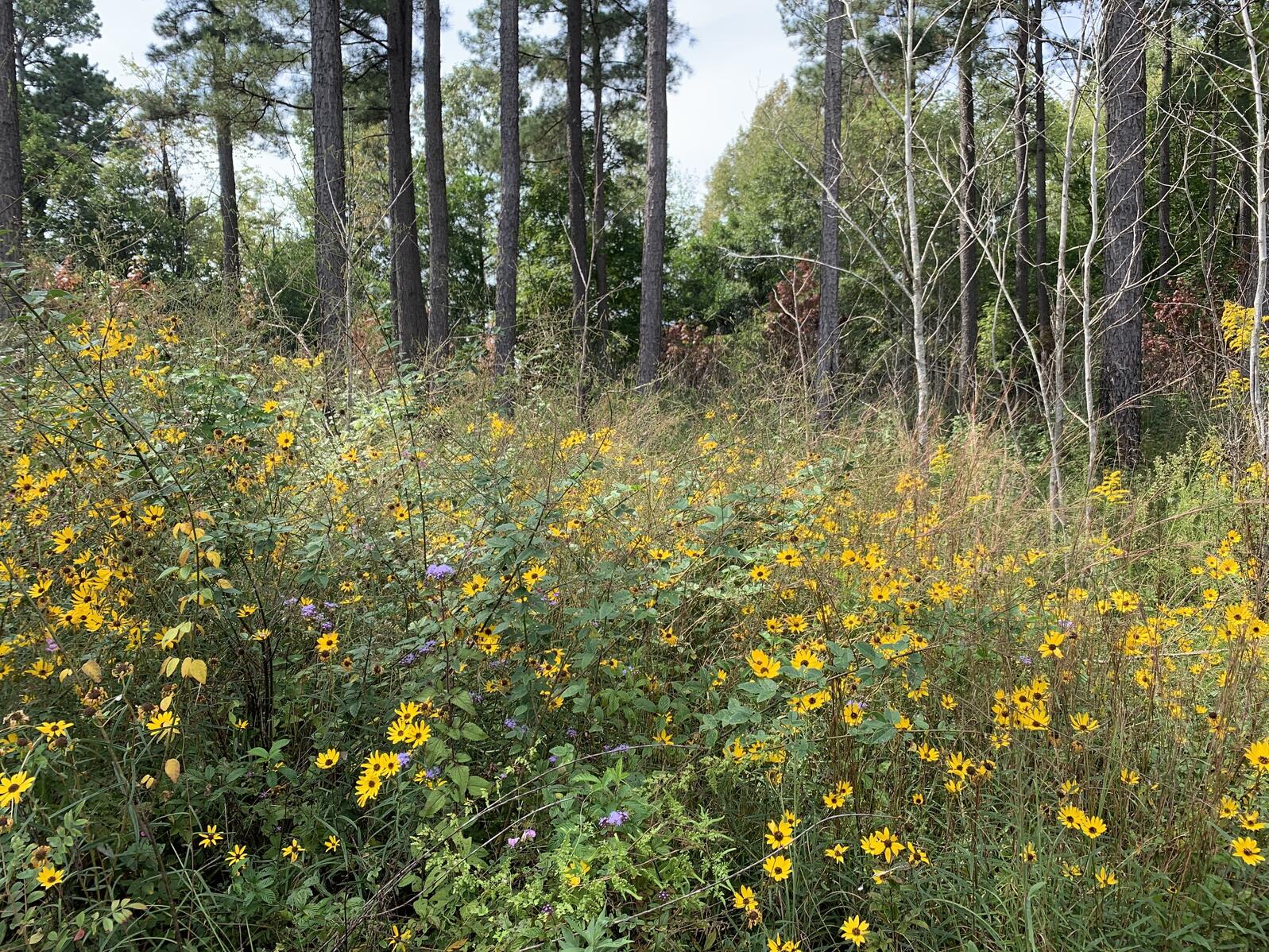 A beautiful field full of yellow rudbeckia flowers and purple bee balm flowers, next to a pine forest edge. 