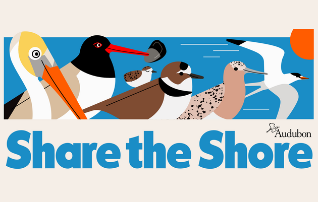 How to be a Shorebird Steward