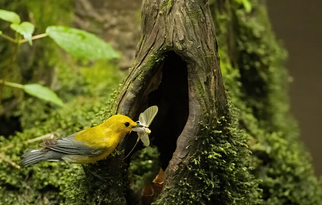 State Senate Advances Prothonotary Warbler bill