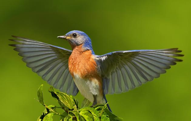 Help Birds Weather Climate Change