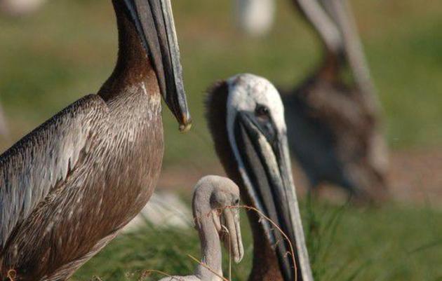 Return of nesting birds to Crab Bank Seabird Sanctuary one step closer 