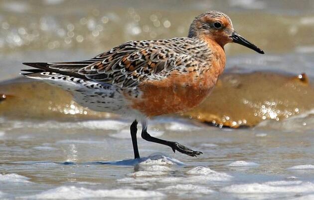 Declining bird populations rely on Beaufort Co. beaches. Here’s how you can help them 