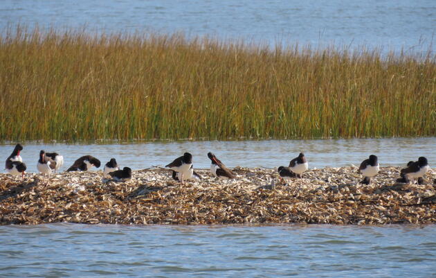 Building Resilient Communities with Nature