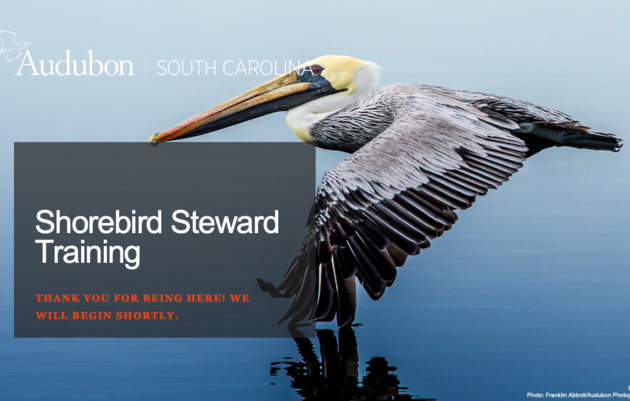 Shorebird Steward Training