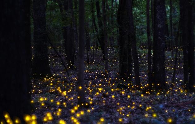 Love Fireflies? Here’s How You Can Help Scientists Save Them.
