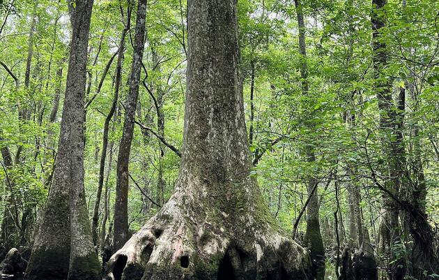 Audubon Intervenes to Protect Ancient Cypress Forest from Transmission Line Impacts