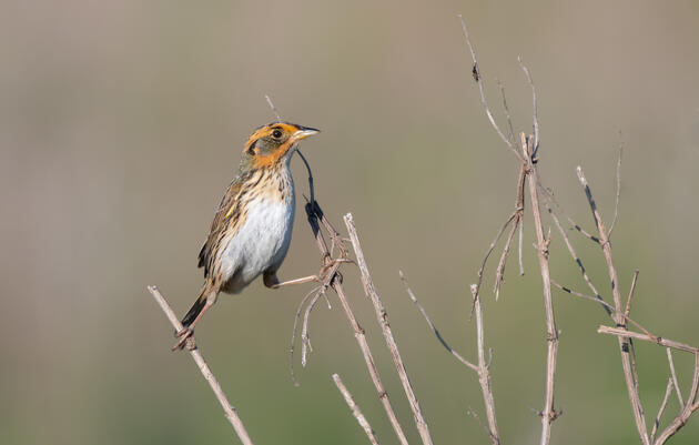 Birds Benefit from Local Actions Supported by Audubon