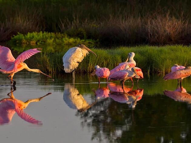 Birds and Brews Across South Carolina