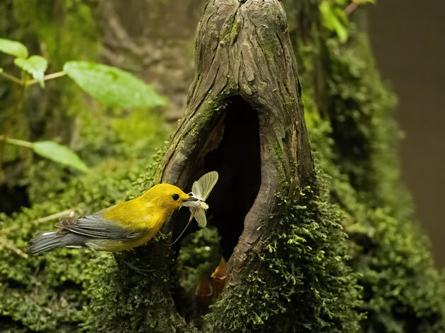 SC Senate Passes State Prothonotary Warbler Bill 