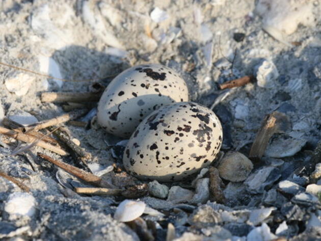 Nesting season has begun for coastal birds on South Carolina islands, beaches