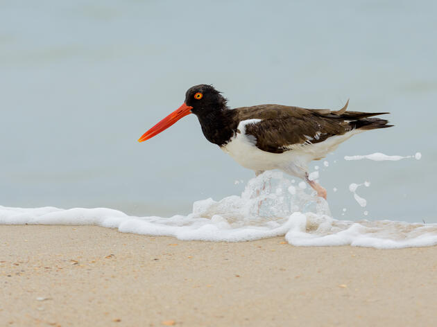 Group asks for your help protecting shorebirds when taking a trip to the beach