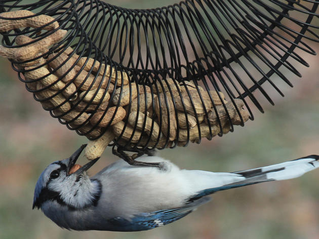 More Than a Hobby: Bird Feeding Connects People, Helps Wildlife