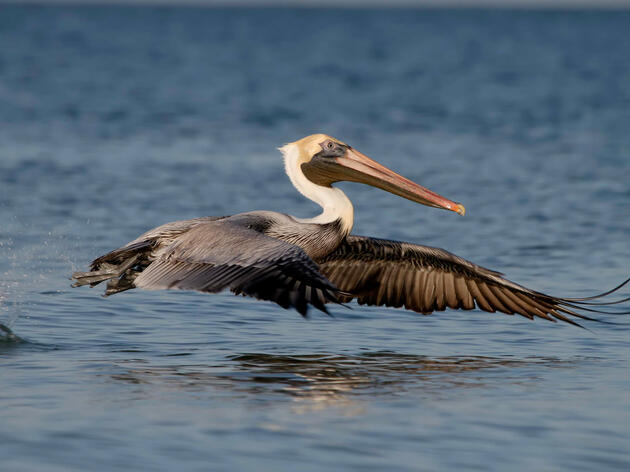Audubon South Carolina's 2025 Policy Agenda