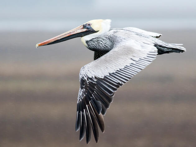 South Carolina Moves to Protect Working Lands and Establish a State Seabird