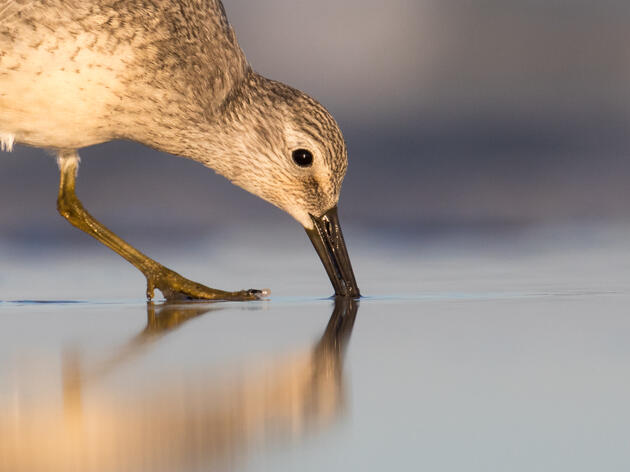 Commentary: We’re encouraged by progress for red knots, but more is needed