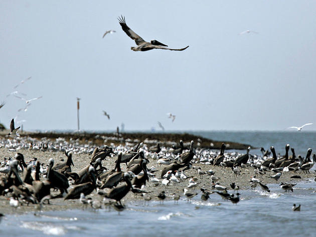 Audubon South Carolina Urges Beachgoers to Avoid Shorebirds and Their Nests