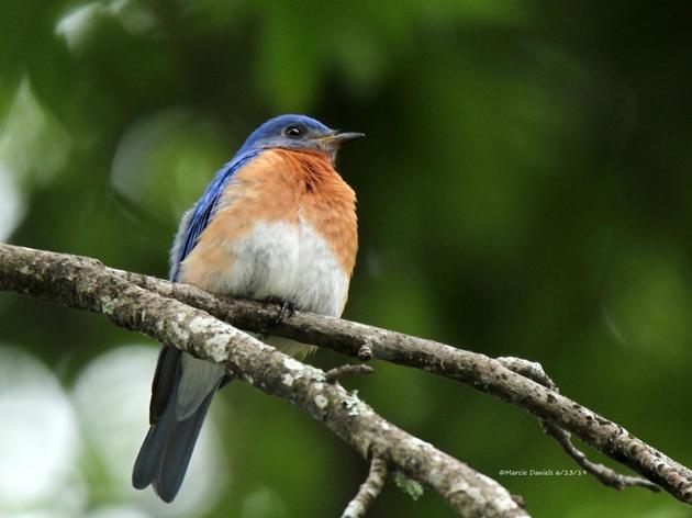 Home Habitats: How native plants provide the landscapes  that help birds and butterflies thrive