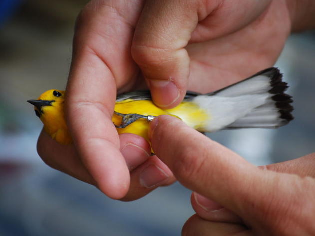 Oh So ‘Tweet’: Effort Underway to Band, Track Songbirds at Old Santee Canal Park