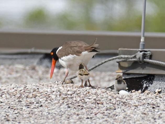 Shorebirds nest on a downtown Charleston rooftop as their natural beach habitat disappears 