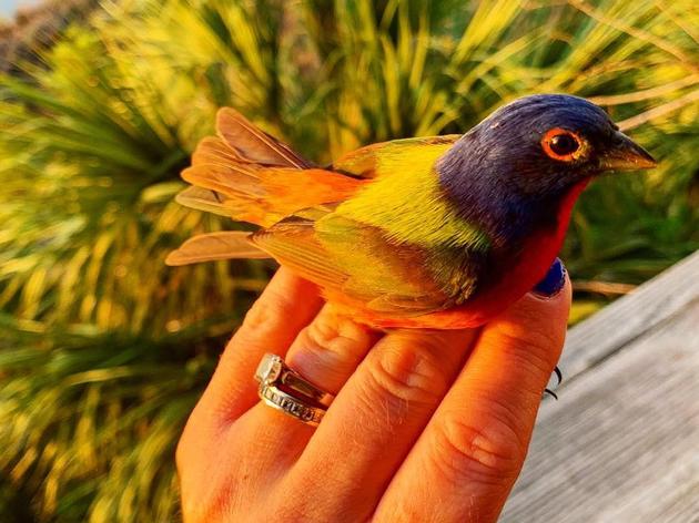 Unlocking the Mystery of South Carolina's Painted Buntings