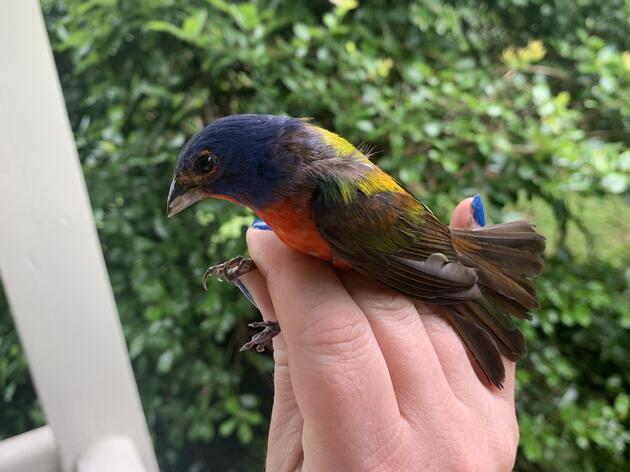 'Old Man Bunting' Nearly Breaks the Age Record for Painted Buntings