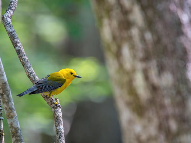 Saving Colombia's Forests Is Crucial to Protect Prothonotary Warblers