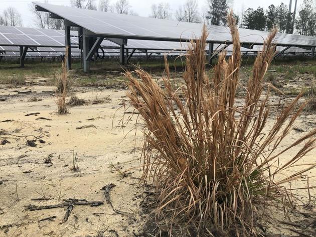 SC solar farms could create more habitat for native plants and animals 