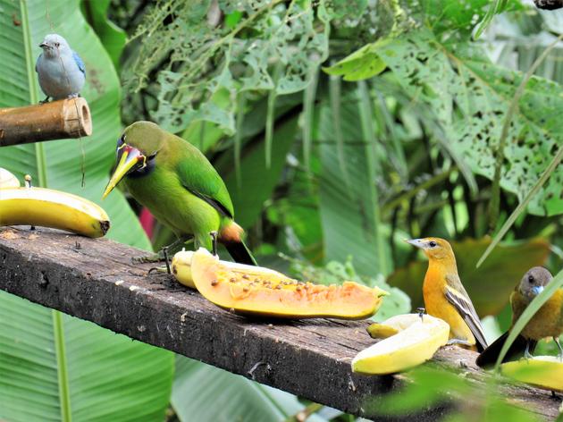 Costa Rica: A country full of birds,  both exotic and familiar